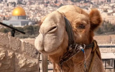 15 Powerful Ways a Holy Land Trip Deepens Your Faith